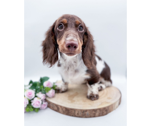 Filippo piebald pelo lungo i cuccioli di casalucilla