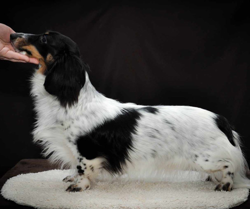 DARINA little fut piebald roma bianco e nero