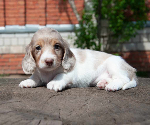 Porsche Piebald pelo lungo