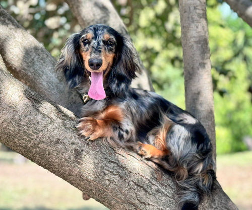 AMBRA DI CASALUCILLA LOVELY PETS