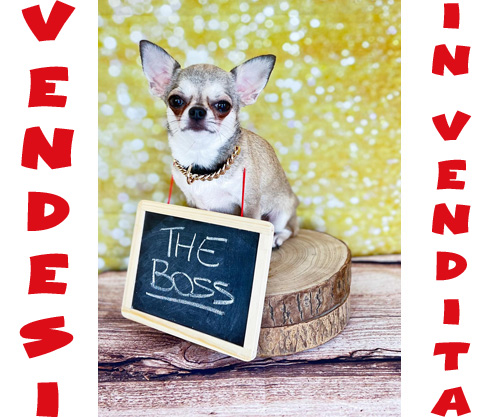 chihuahua pelo corto blue fawn di Casalucilla