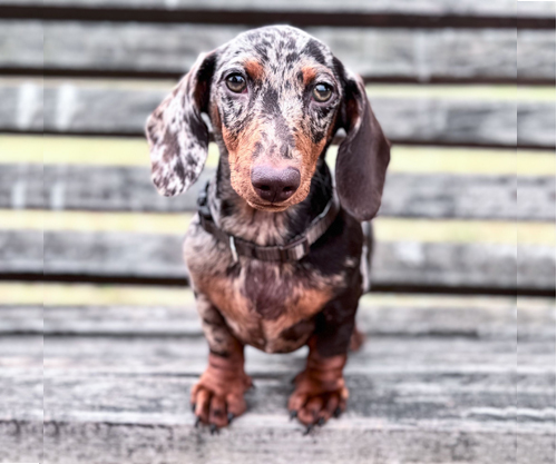 LUCILLA di casalucilla lovely pets
