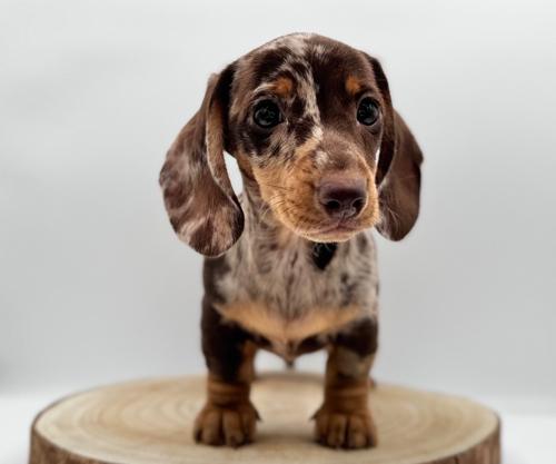 REBECCA di casalucilla lovely pets