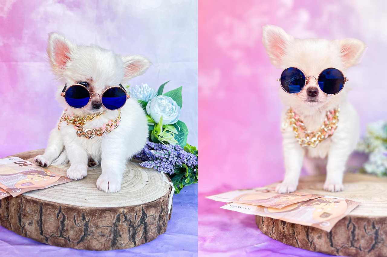 CUCCIOLATA chihuahua PELO CORTO