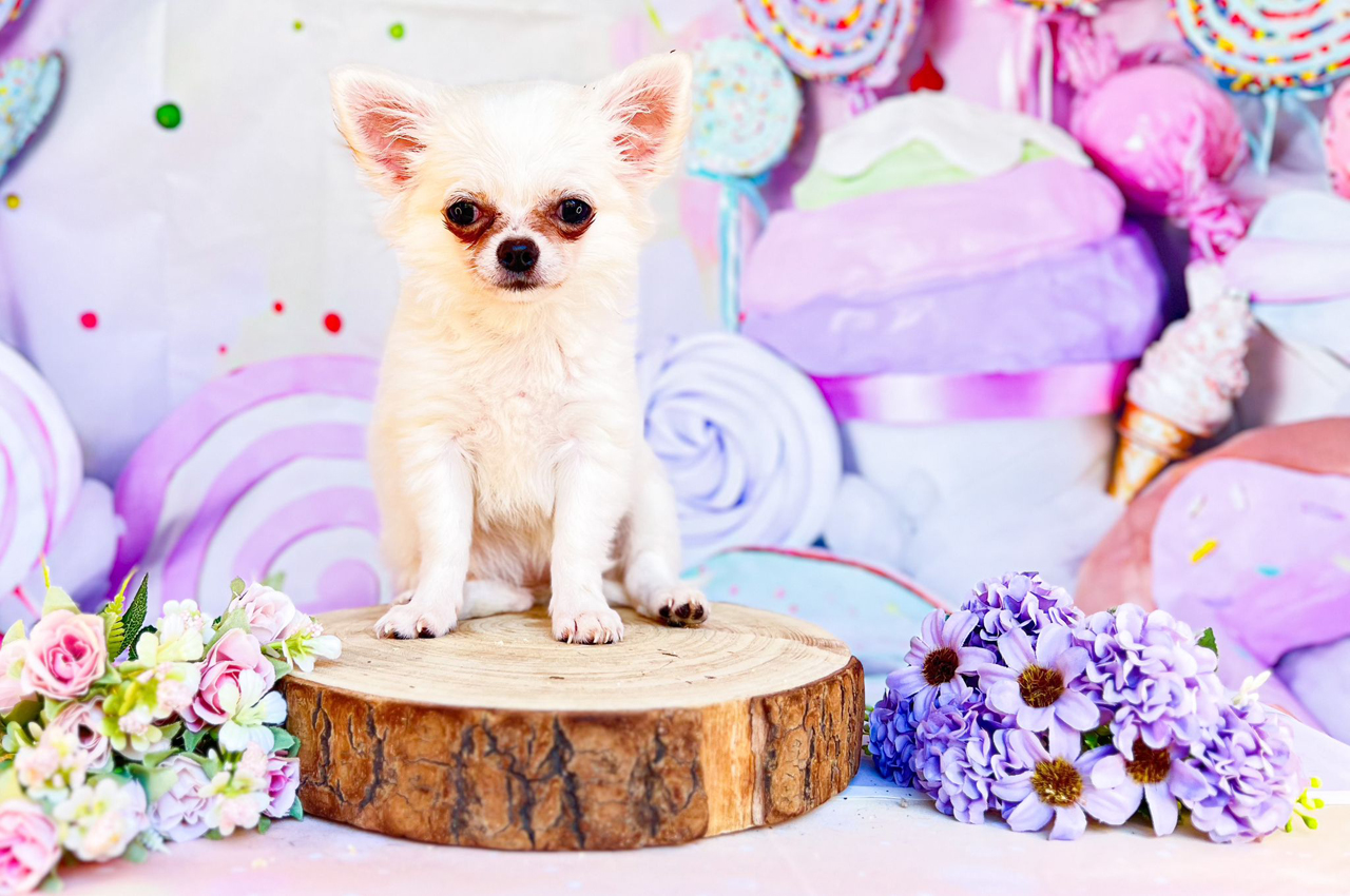 femmina chihuahua PELO CORTO
