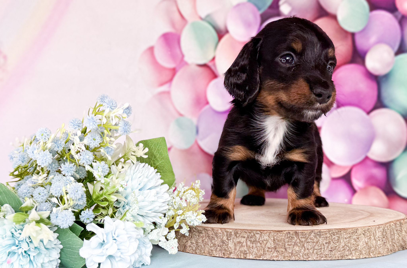 cucciolo piebald pl