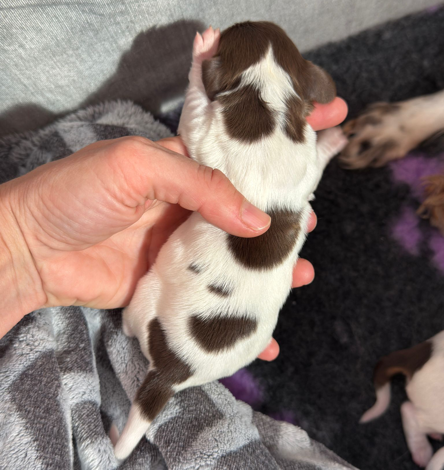 bassotto pelo lungo femmina cioccolato