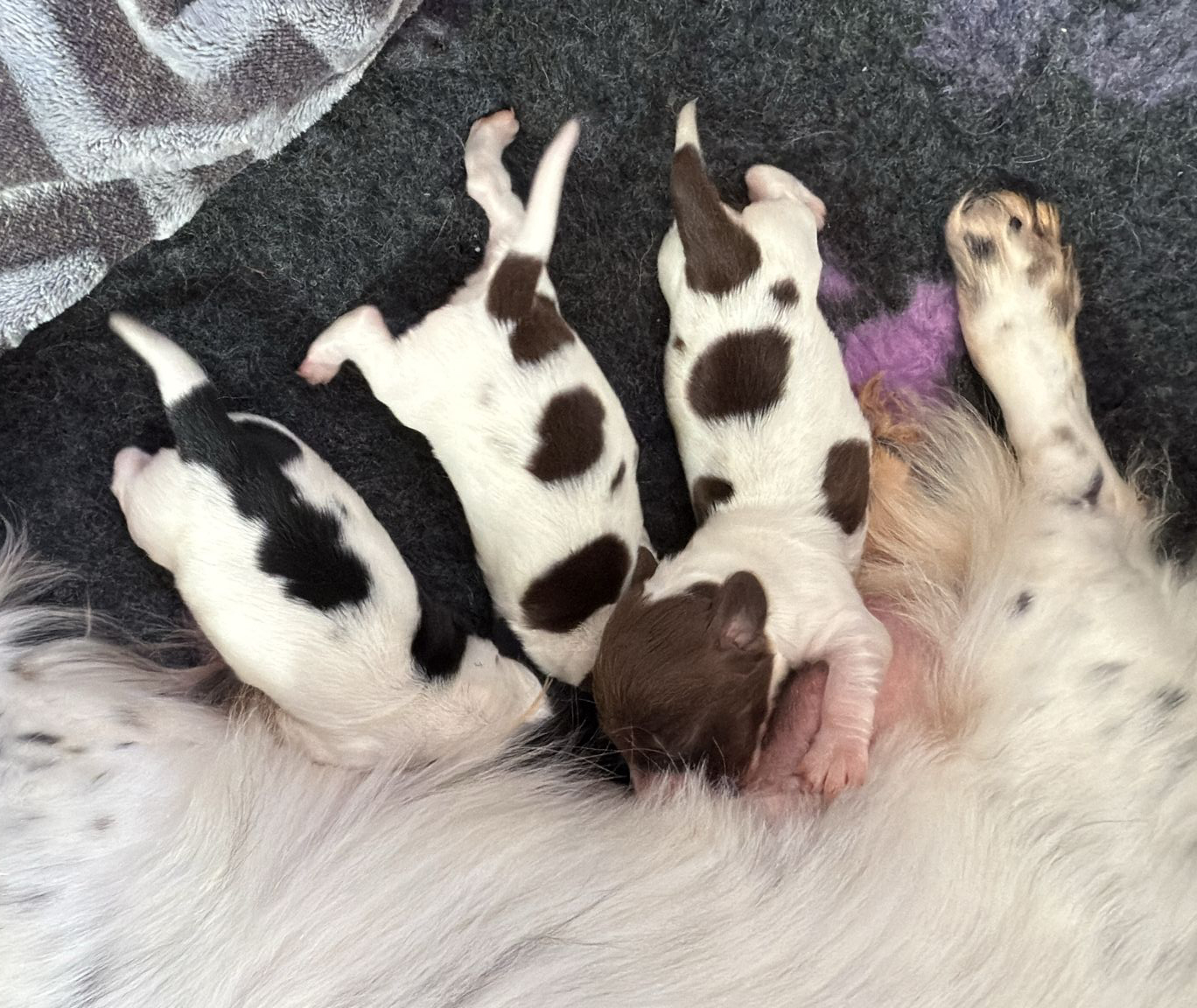 cucciolo bassotto pelo lungo piebald