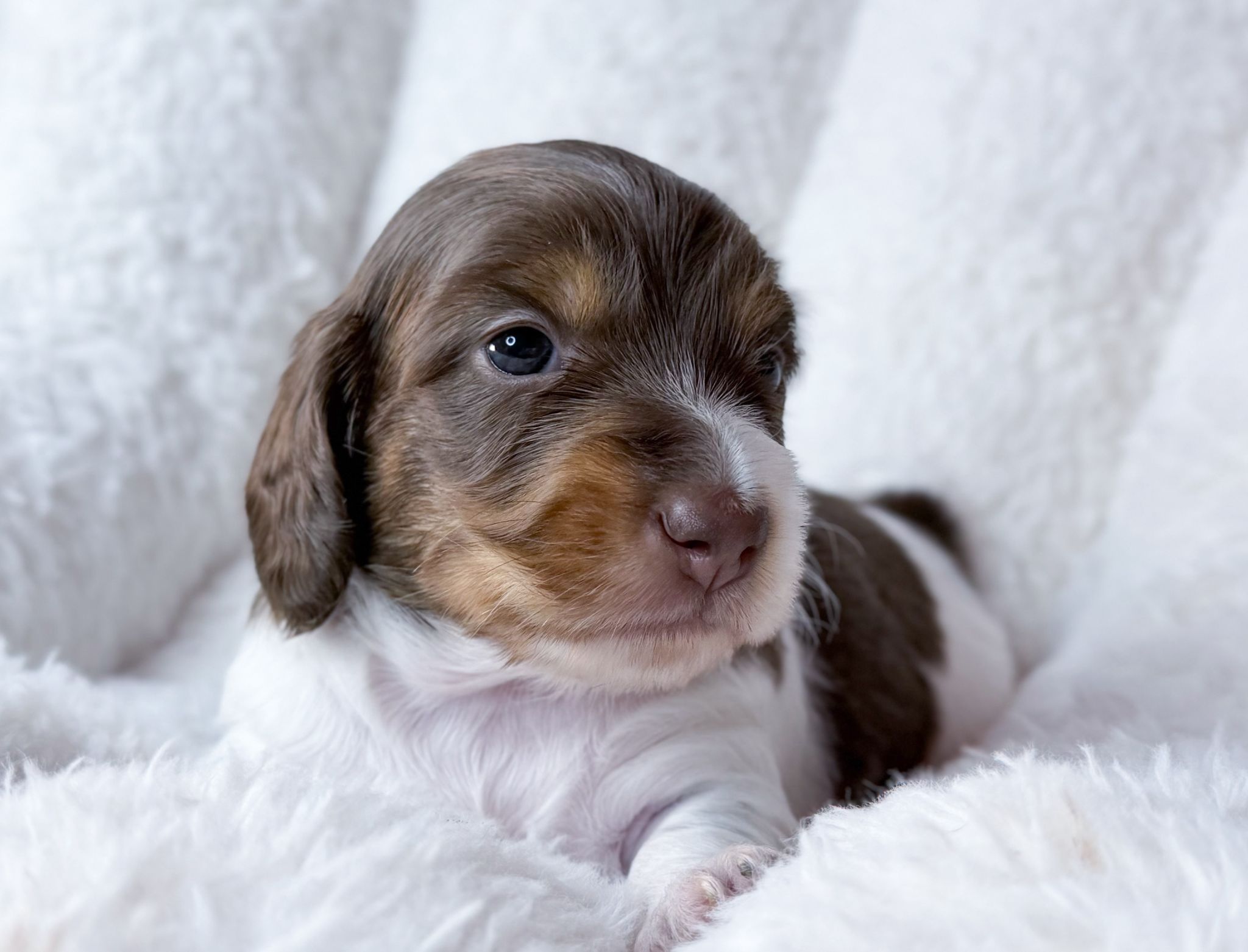 bassotto pelo lungo maschio piebald arlecchino