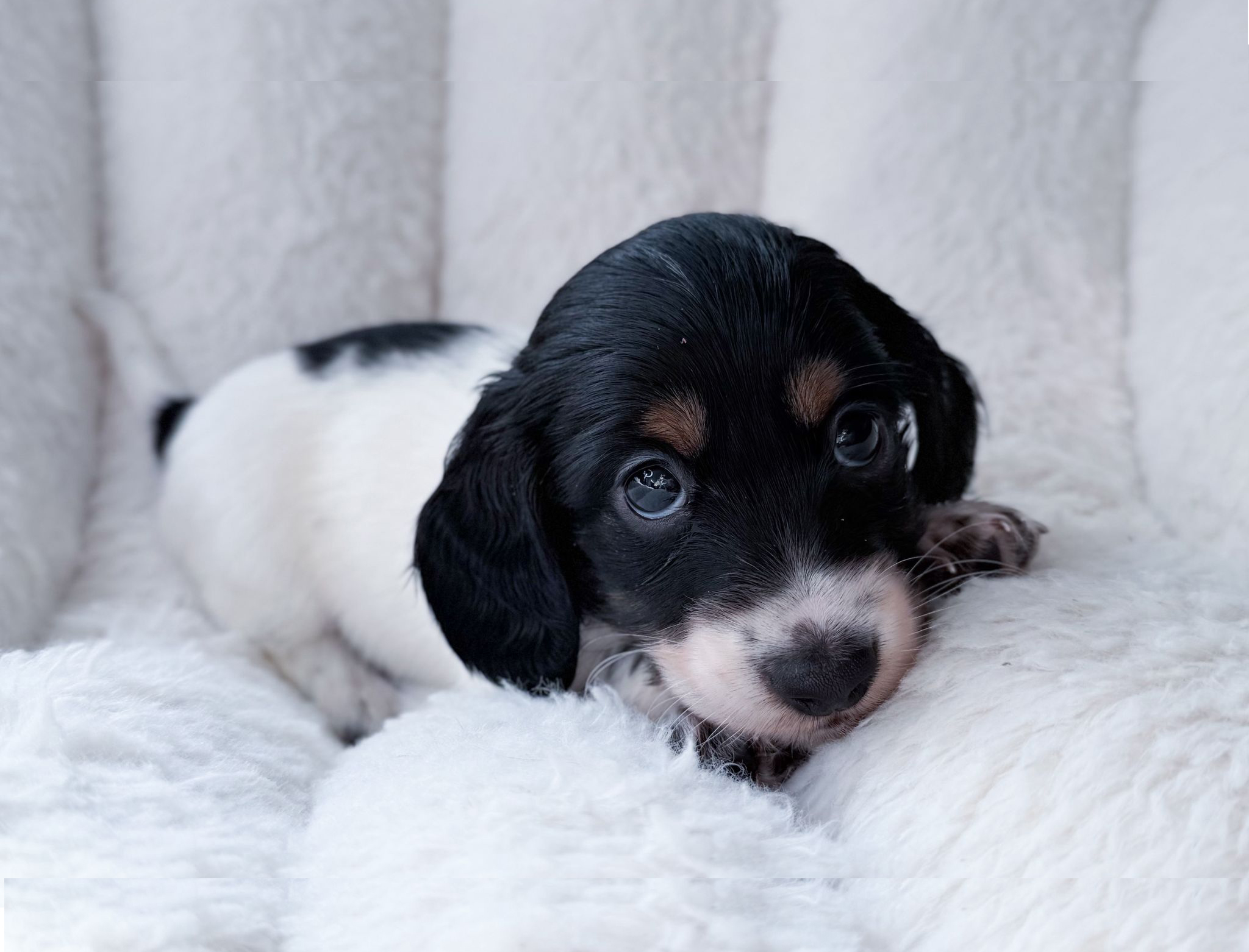 bassotto pelo lungo piebald