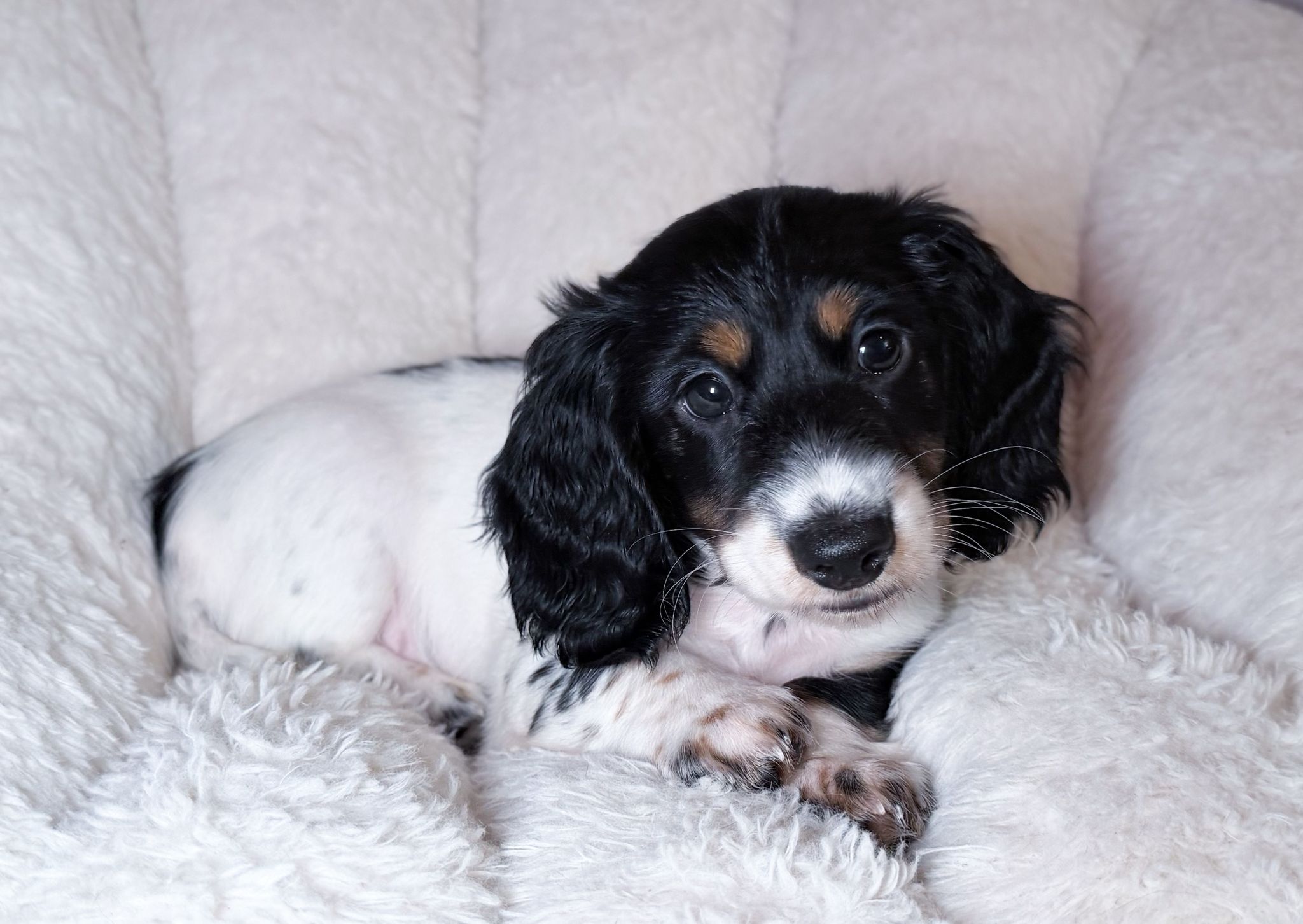 bassotto pelo lungo piebald