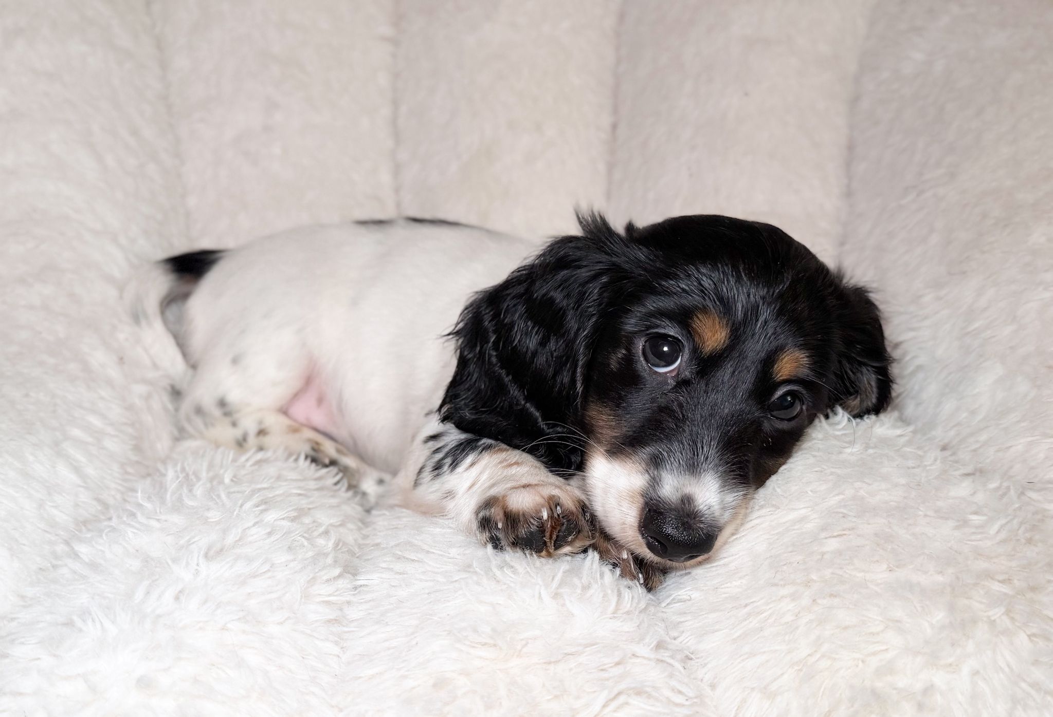 bassotto pelo lungo maschio