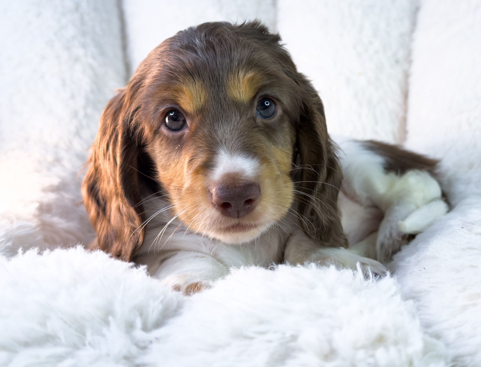 bassotto pelo lungo maschio piebald