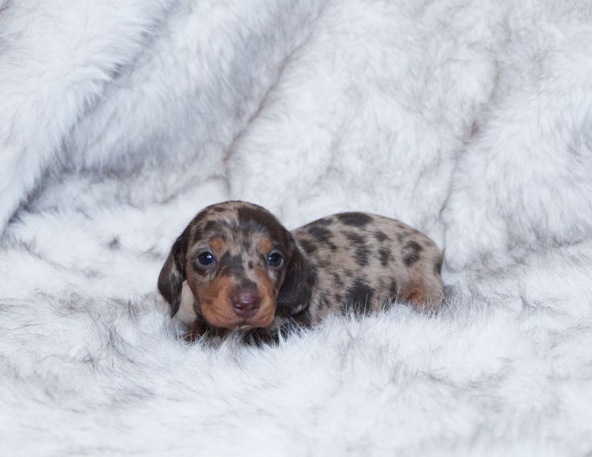 cucciolo bassotto pelo CORTO enci ARLECCHINO