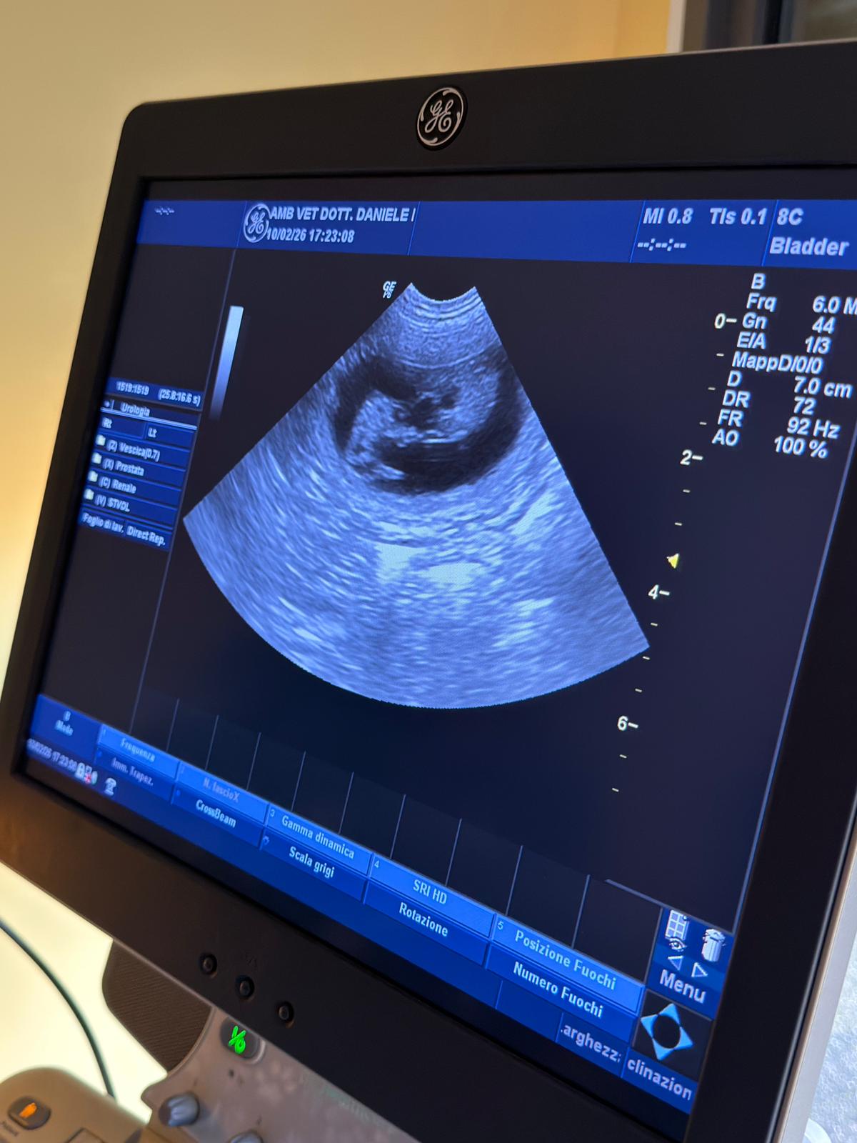 cucciolo bassotto pelo lungo arlecchino cioccolato