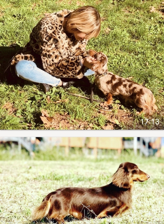 cucciolo bassotto pelo lungo 