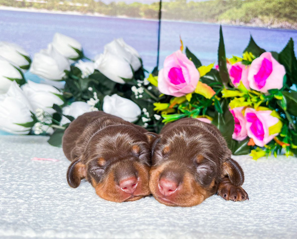 cuccioli bassotto vendesi