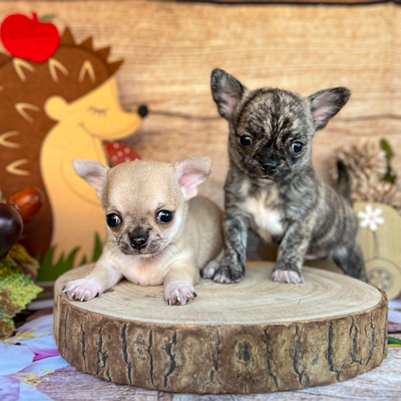 Chihuahua di casalucilla