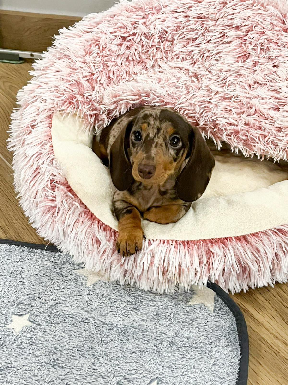 cucciolo bassotto pelo lungo arlecchino cioccolato